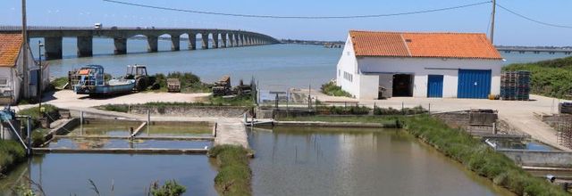 LE CHÂTEAU-D'OLÉRON - IØ  (17)