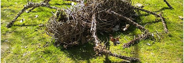 Des araignées géantes au Parc Floral de Paris