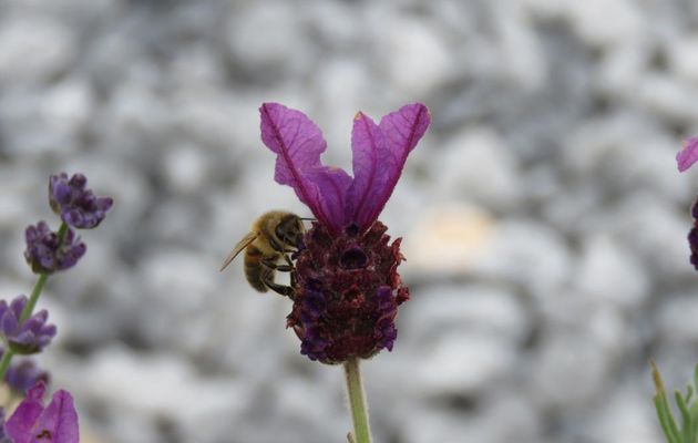 ma lavande et une abeille 