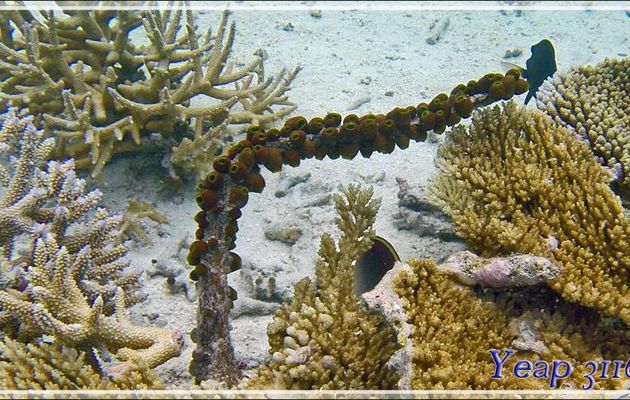 Tuniciers : Petites ascidies-urnes (Atriolum robustum) - Athuruga - Atoll d'Ari - Maldives