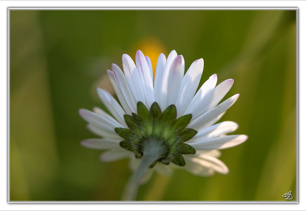 01 - Fleurs