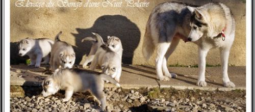 29 février 2012 : Les chiots ont 4 semaines !