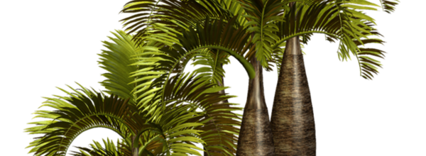 ѼVegetation