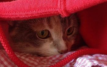 L'art de se cacher quand on est chat !