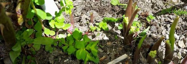 NAISSANCE DU PRINTEMPS