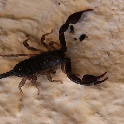 Au secours, un Scorpion !