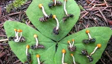 Il était une fois : le zombie fungus ... 