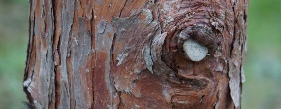 le sommeil des arbres
