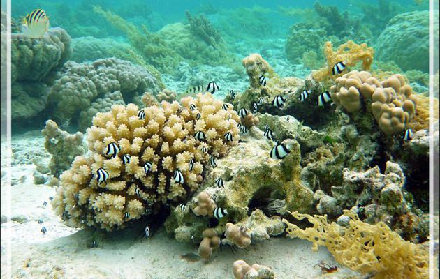 HLM à Demoiselles à trois bandes noires, Whitetail dascyllus, Humbug damsel (Dascyllus aruanus) - Jardin de Corail - Motu Tautau - Taha'a - Polynésie française