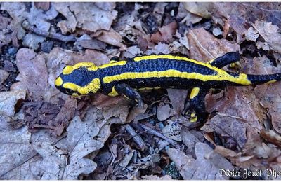 Salamandre Tachetée (1) - Salamandra salamandra