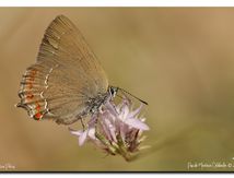 Thécla de l'yeuse (Satyrium ilicis)
