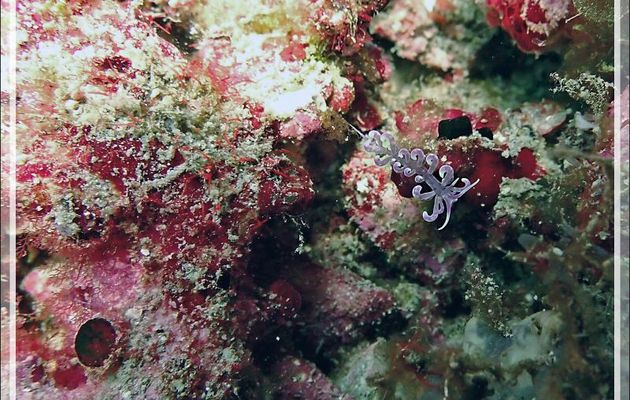 Nudibranche Eolidien Grand Phyllodesmium, Great phyllodesmium (Phyllodesmium magnum) - Betalinjona (2ème Frère) - Nosy Tsarabanjina - Archipel Mitsio - Madagascar