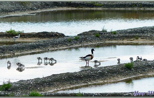 Belle famille de Tadornes de Belon (Tadorna tadorna) - La Couarde-sur-Mer - Île de Ré - 17