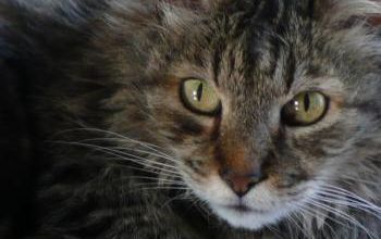 Bilan de santé pour 2 chats