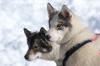 chiens