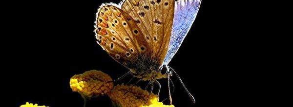 Papillons de jour ..