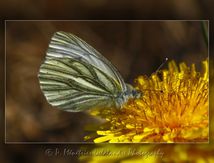 Piéride du navet (Pieris napi) - Pieridae