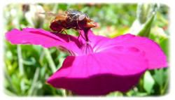 Rhingia campestris, la rhingie champêtre