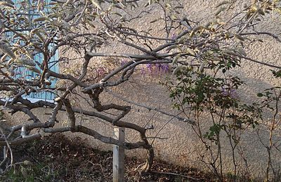 Une surprise hier soir : ma glycine commence à fleurir...