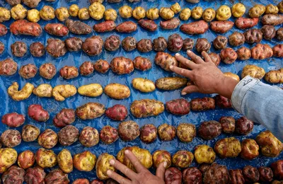 Petite histoire de la pomme de terre : détestée avant d’être adorée