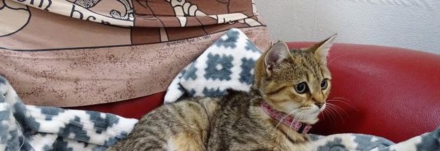 Dimanche c'est chat et des copain copine