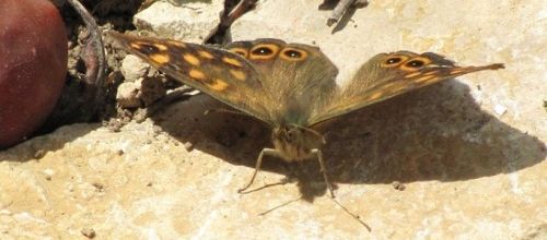 ...tiens, un papillon...!