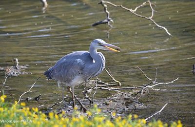 Rambouillet : Le Héron Cendré (2)
