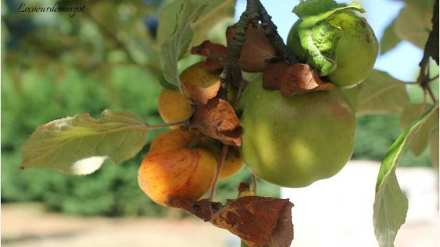 Pommes Chailleux