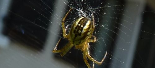 Mangora acalypha,la petite bouteille