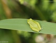 Rainette Méridionale - Hyla meridionalis