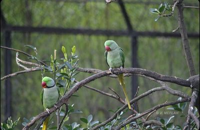 La Ménagerie, Zoo du Jardin des Plantes : La grande volière : Perruches à collier