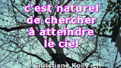 Chez l'arbre, c'est naturel de chercher à atteindre le ciel
