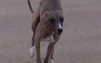 Eden s'éclate surles plages de Baie de Somme