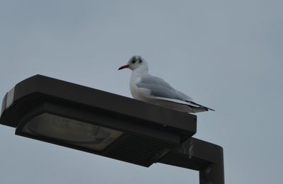 Une balade autour du Lac de VIEUX BOUCAU (40), le 11 décembre....