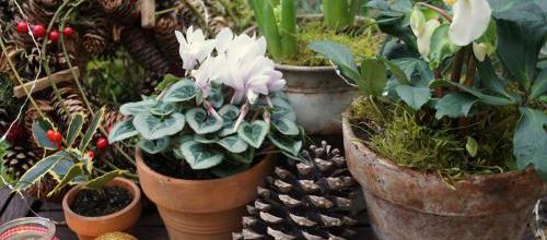 Petits cadeaux pour le jardin