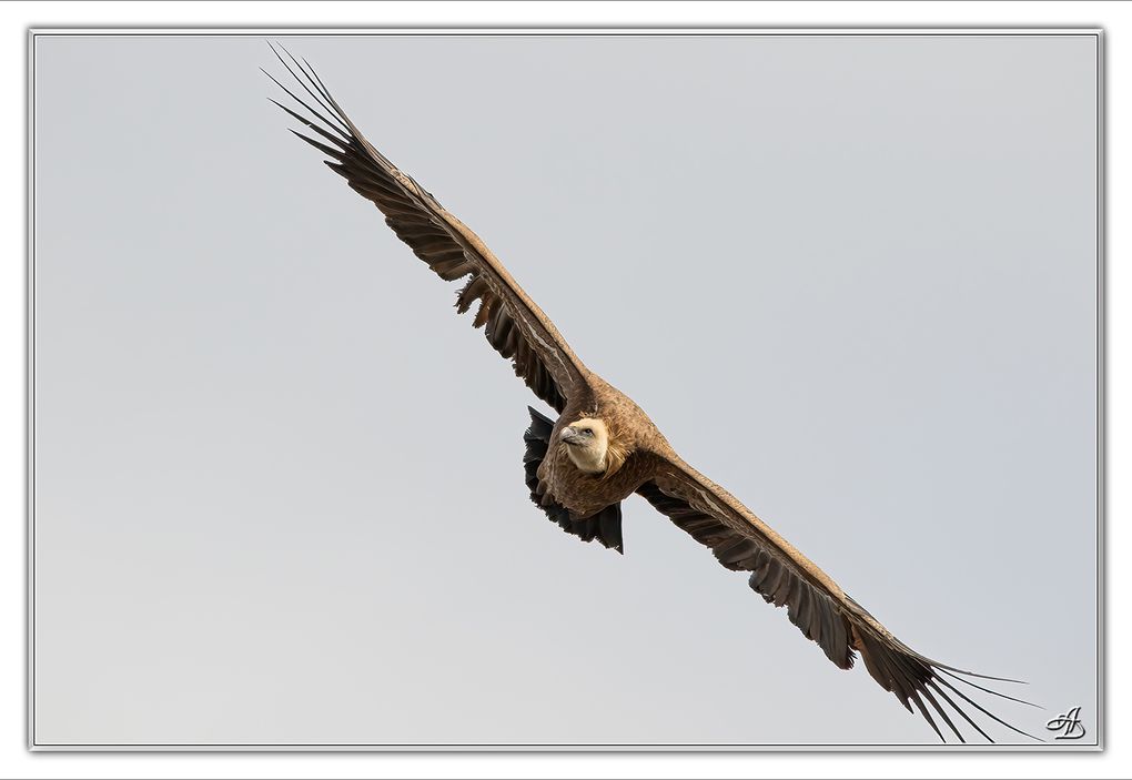 04 - Oiseaux
