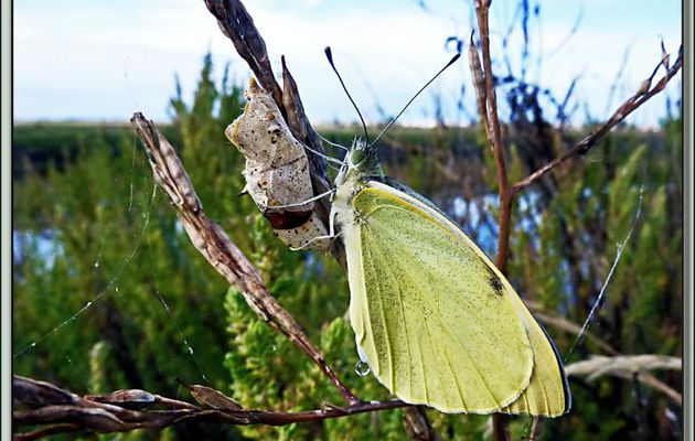 Une piéride vient d'émerger de sa chrysalide - La Couarde-sur-Mer - 17