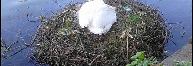 Confinement Jour 19 - Nid du cygne tuberculé (17 mai 2015)