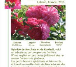 nouveau jardin, nouveaux trésors