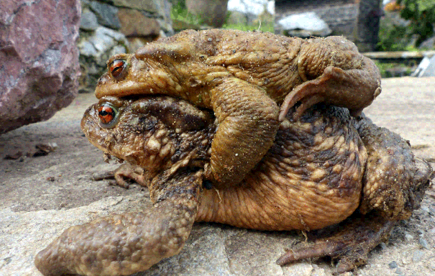 Pauvre "crapaude tripode" ! (animation gif) - Lartigau - Milhas - 31