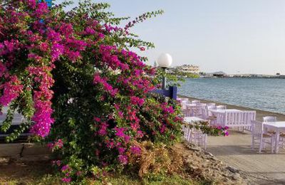La route du bougainvillier