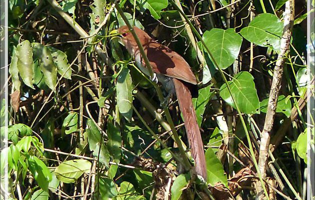 Coucou Piaye écureuil, Squirrel Cuckoo (Piaya cayana) - Inkaterra Hacienda Concepcion - Puerto Maldonado - Pérou