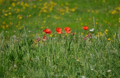 Rambouillet : Les derniers coquelicots