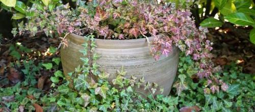 Un oublié de nos jardins 