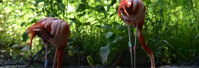 La Ménagerie du Jardin des Plantes : Le Flamant rouge