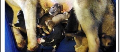 Portée Féanor (8 février 2014)