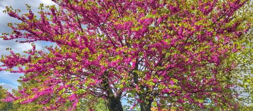 Arbre de Judée