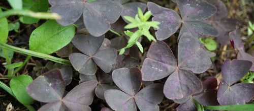 Oh Oxalis