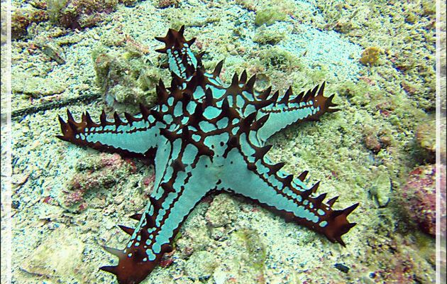 Etoile de mer à bosses rouges ou d'Afrique ou à cornes rouges, Red knobbed starfish, Red sea star (Protoreaster lincki) - Nosy Tsarabanjina - Archipel des Mitsio - Madagascar
