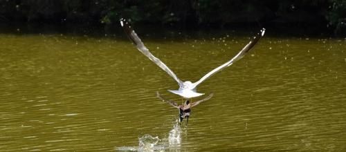 ... pas contente, la mouette...